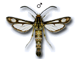 Pyropteron (Synansphecia) muscaeformis
