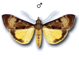Uresiphita gilvata