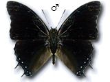 MU