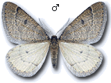 Theria primaria