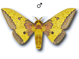MU