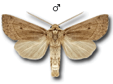 Hydraecia osseola