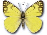 MU