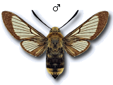 MU
