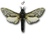 MU