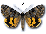 MU