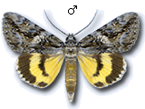 MU