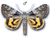 MU