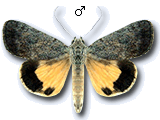 MU