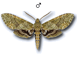MU