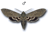 MU