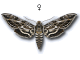 MU