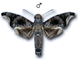 MU