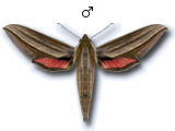 MU