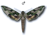 MU