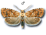 Pammene amygdalana