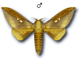 MU