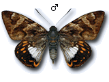 MU