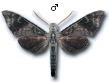 MU