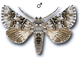Oncocnemidinae