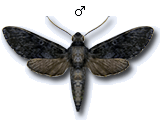 MU