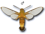 MU