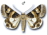 Drasteria cailino