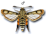 MU