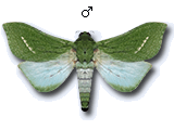 MU