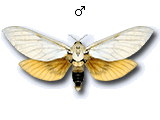 MU