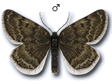 MU