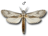 MU