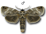 MU