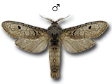 MU