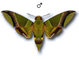 MU