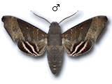 MU