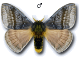 MU