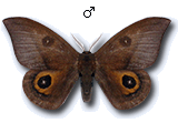 MU