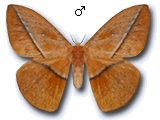MU