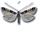 Cosmopteriginae