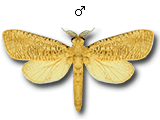MU