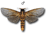 MU