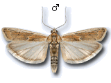 MU