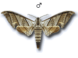 MU