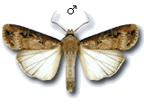 Agrotis (Agrotis) ipsilon