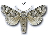 Acronicta (Viminia) menyanthidis