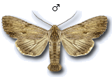 Apamea (Apamea) lithoxylaea