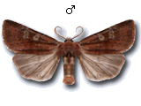 Cerastis (Cerastis) leucographa