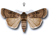 Rhyacia (Rhyacia) simulans