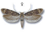 Gelechia (Gelechia) turpella